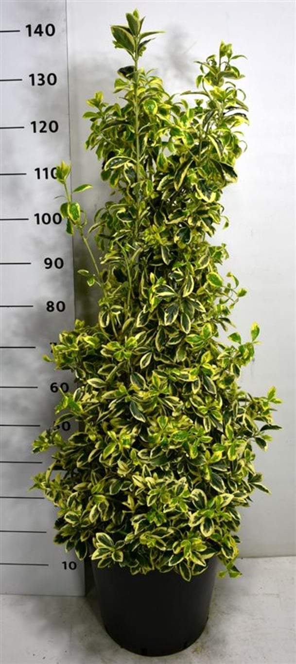 Euonymus jap. 'Bravo' - C25 80-100 CM